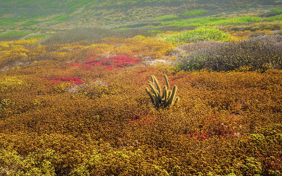 San Diego Photograph - Coastal Cactus by Joseph Smith