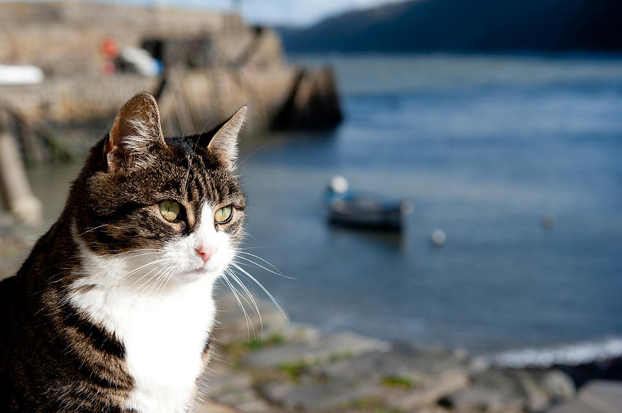 Coastal Cat Photograph by Helen Jackson