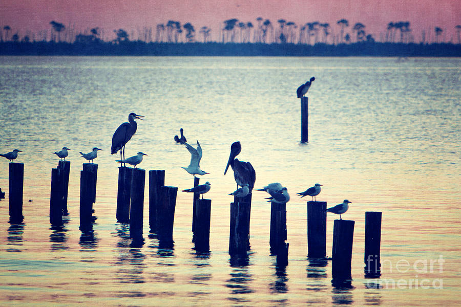 Bird Photograph - Coastal Colors by Joan McCool