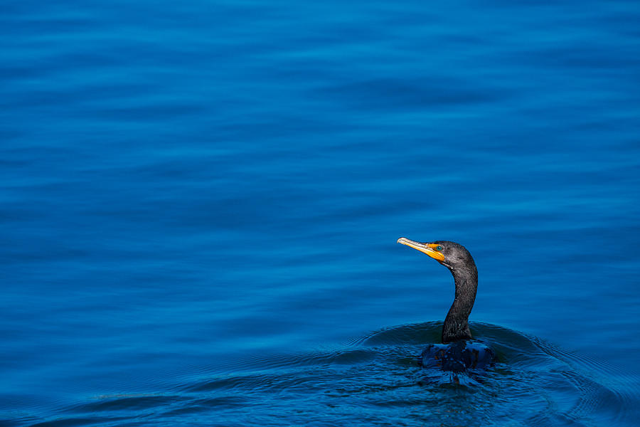 Coastal Cormorant Photograph by Karol Livote
