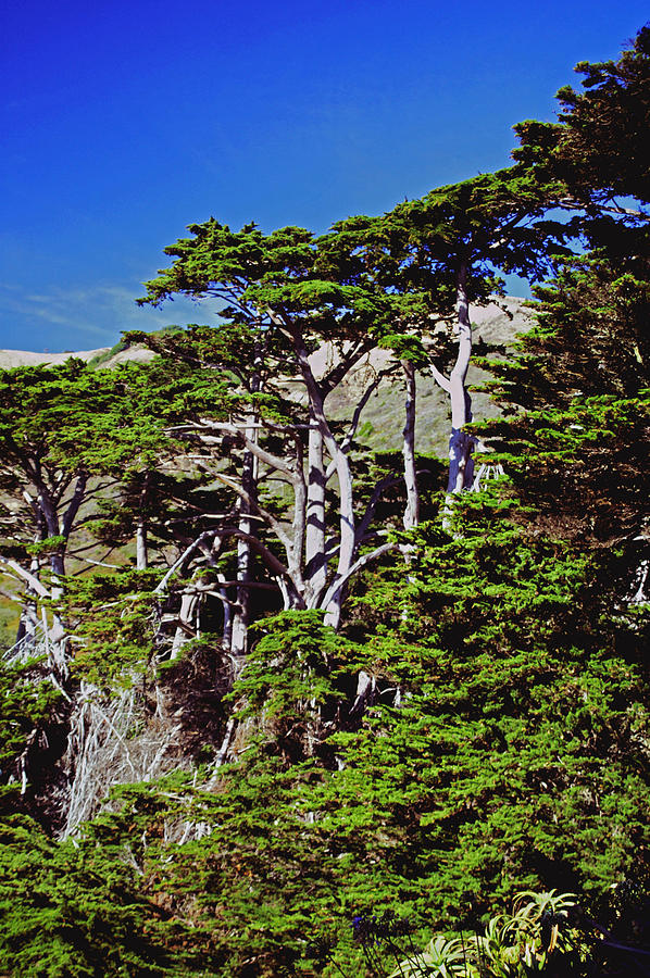 Coastal Cypress trees Photograph by Gary Brandes