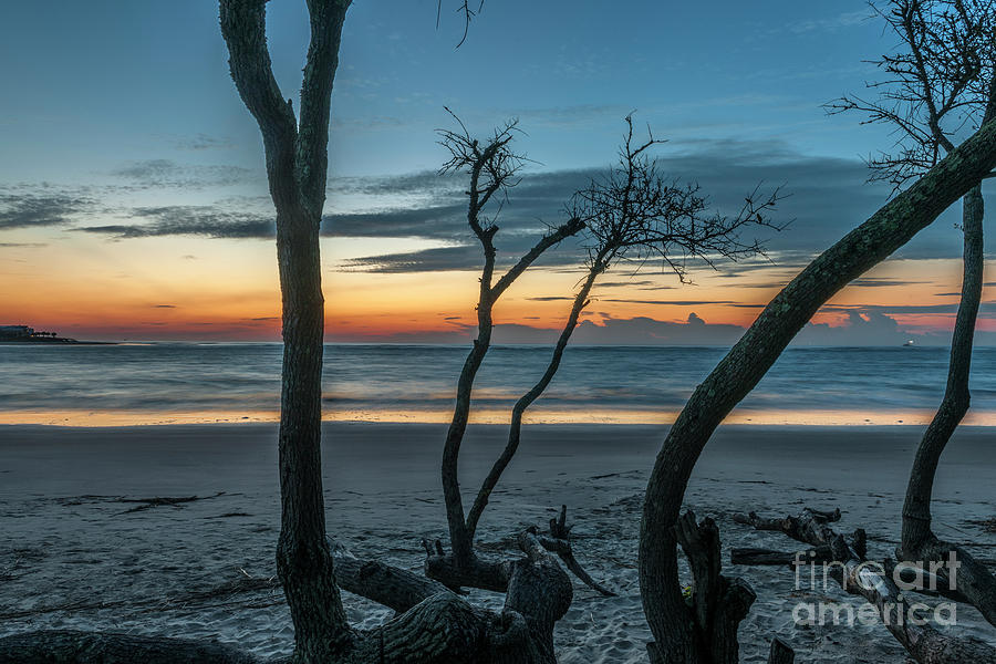 Coastal Dead Wood Sunrise Photograph by Dale Powell
