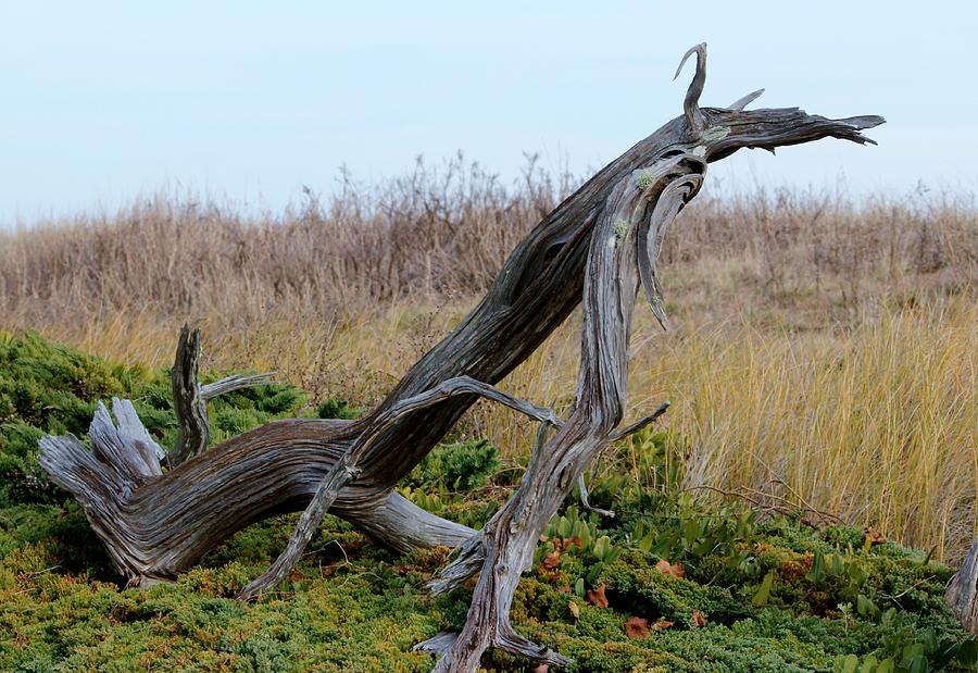 Coastal Driftwood Photograph by Cynthia Guinn