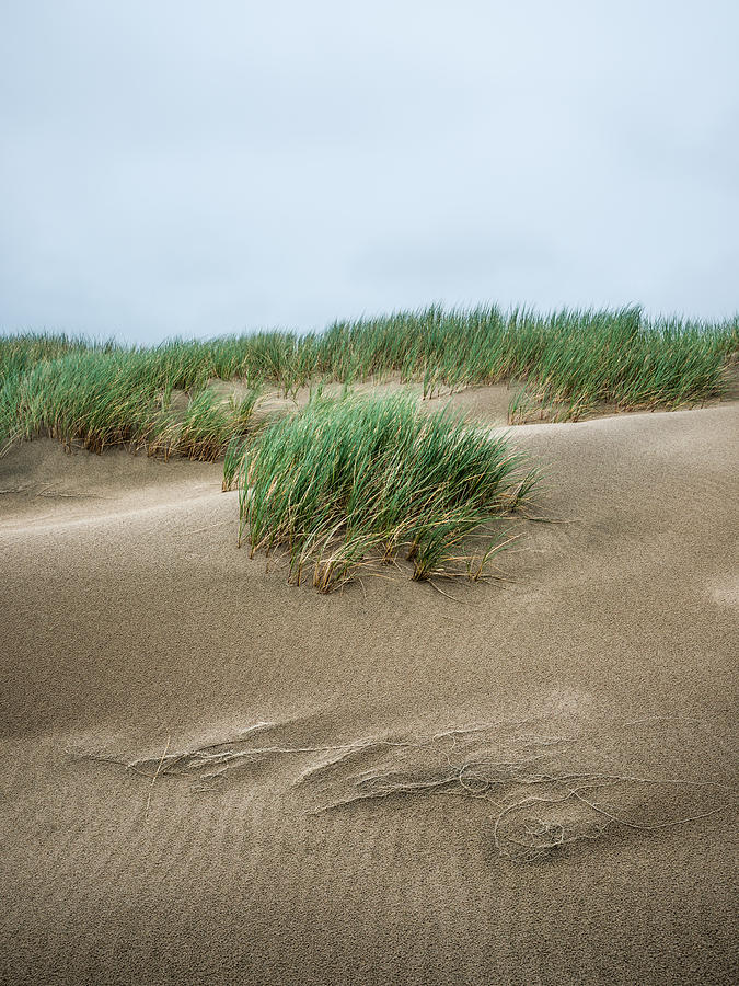 Coastal Dunes Photograph by Alexander Kunz