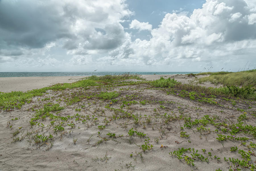 Coastal Dunescape Photograph by John M Bailey