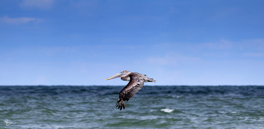 Coastal Flight Photograph by Mary Anne Delgado