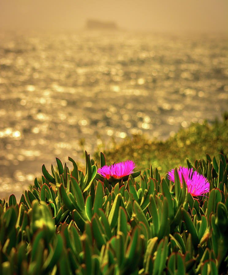 Coastal Flowers Photograph by Andrew Matwijec