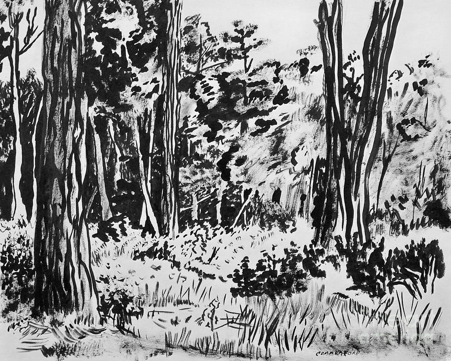 Coastal Forest Drawing by Brian  Commerford