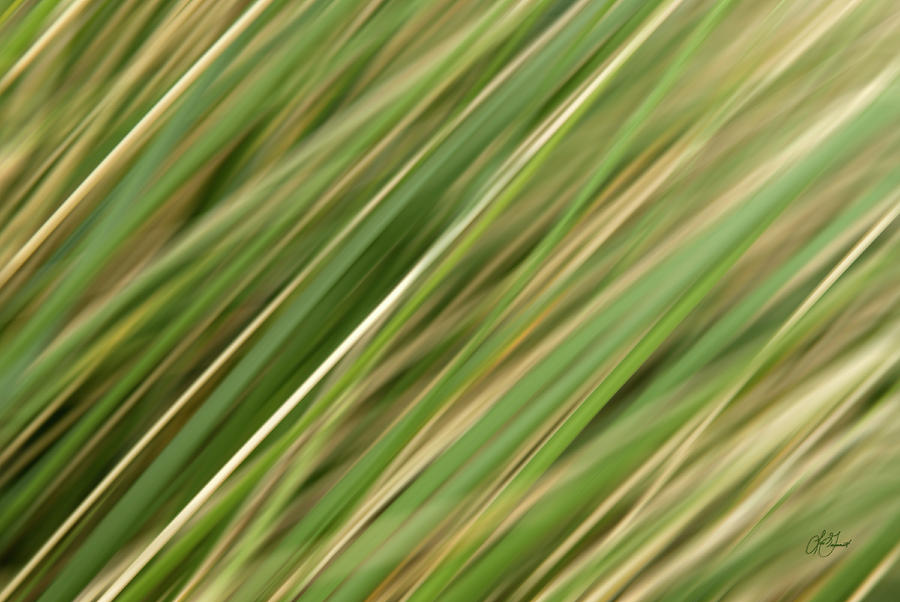 Coastal Grasses Photograph by Lori Grimmett