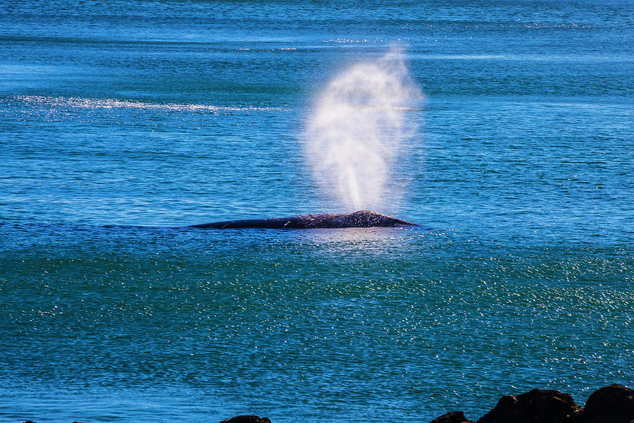 Coastal Gray Whale Photograph by Garry Gay