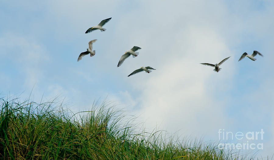 Coastal Gulls Photograph by Nick Boren