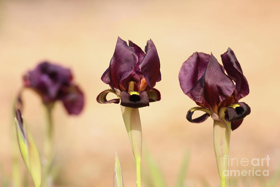 Iris Photograph - Coastal Iris  by Alon Meir