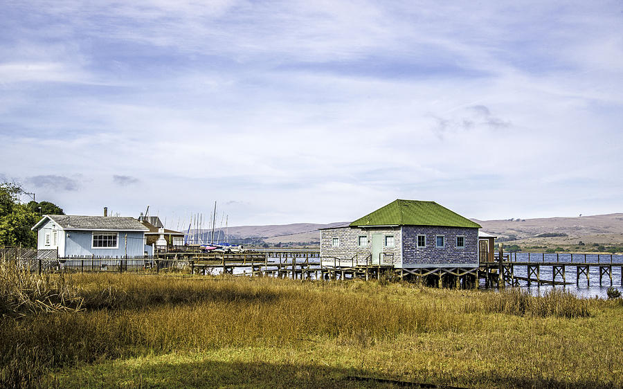 Coastal Life Photograph by Janet  Kopper