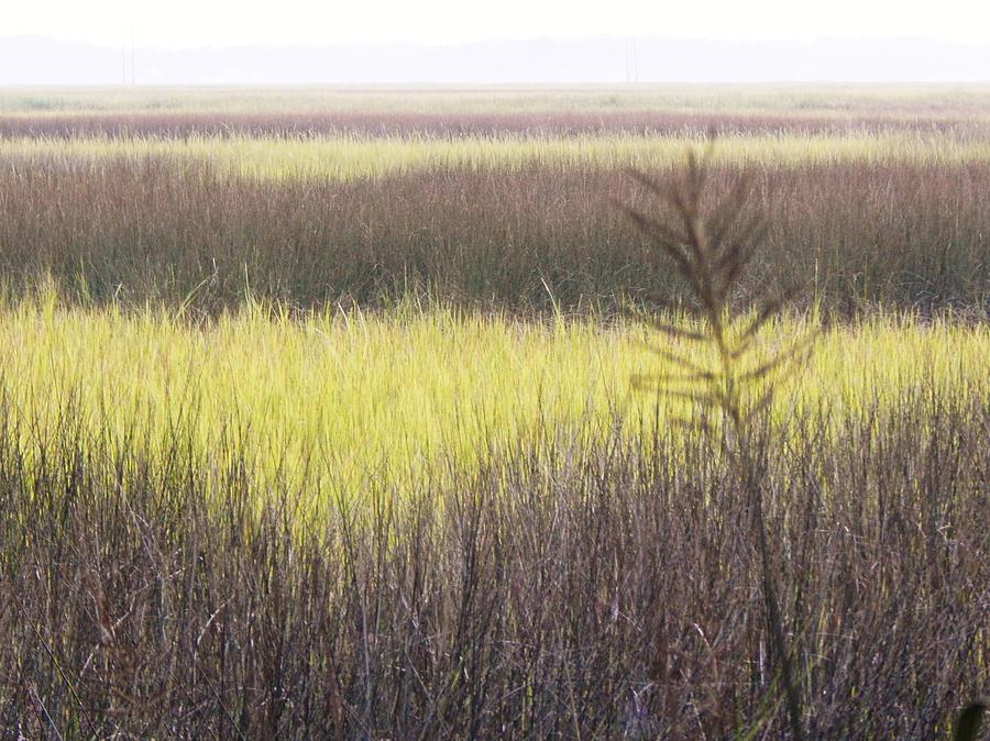 Coastal Marsh Contrasts Photograph by Jan Gelders