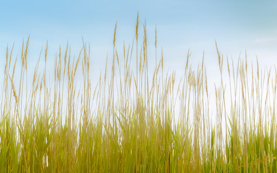 Grass Photograph - Coastal Morning by Joseph Smith