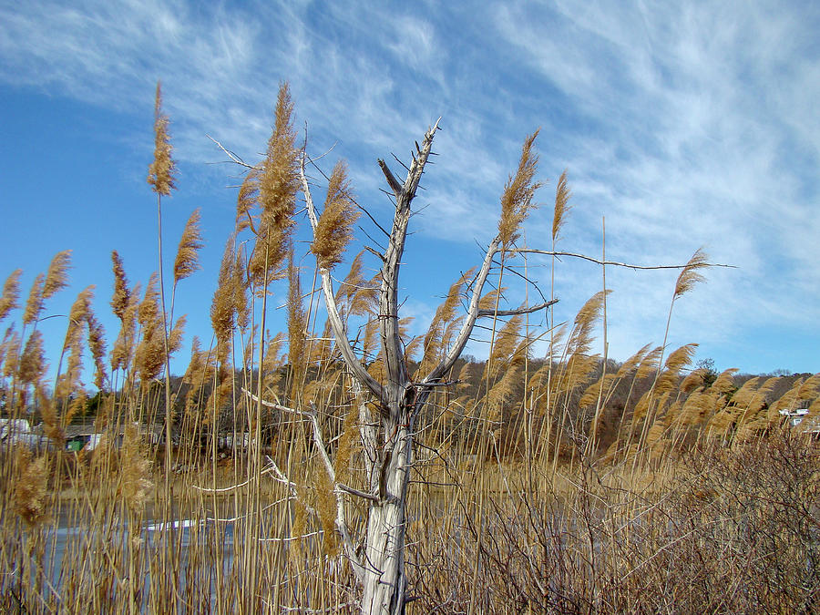 Coastal New England Marsh Landscape Photograph