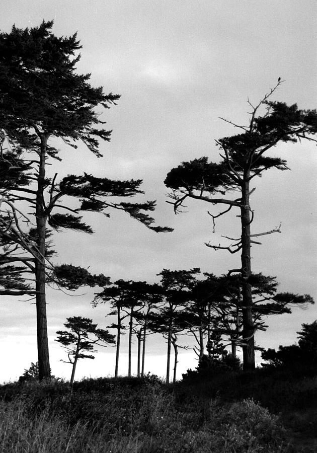 Coastal Pines Digital Art by Timothy Bulone