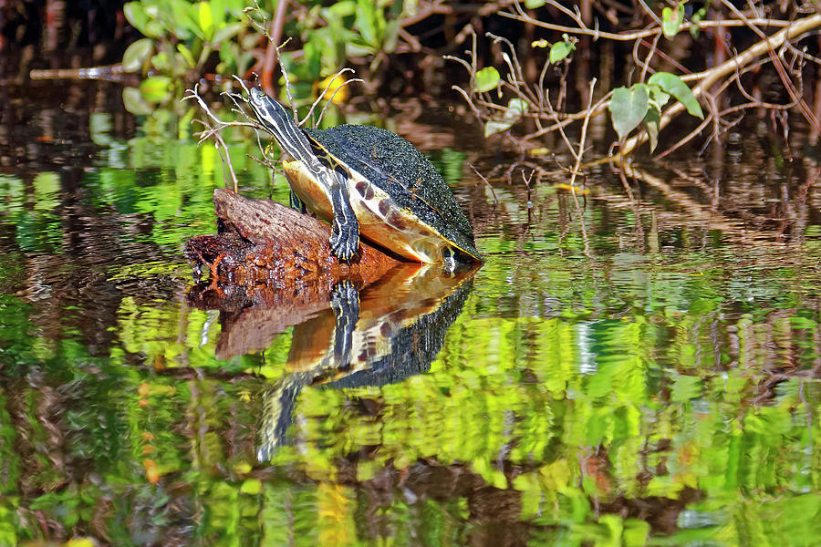 Coastal Plain Cooter on Log Photograph by Sally Weigand
