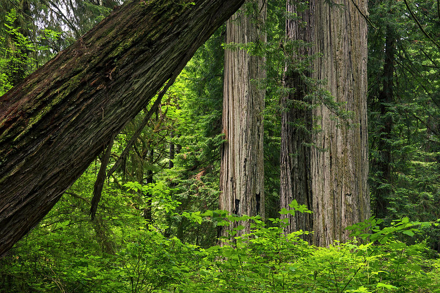 Coastal Redwoods - 365-59 Photograph by Inge Riis McDonald