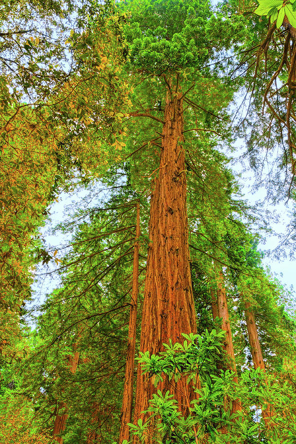 Redwood National Park Photograph - Coastal Redwoods by John M Bailey