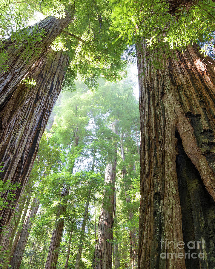 Coastal Redwoods  Photograph by Vincent Bonafede