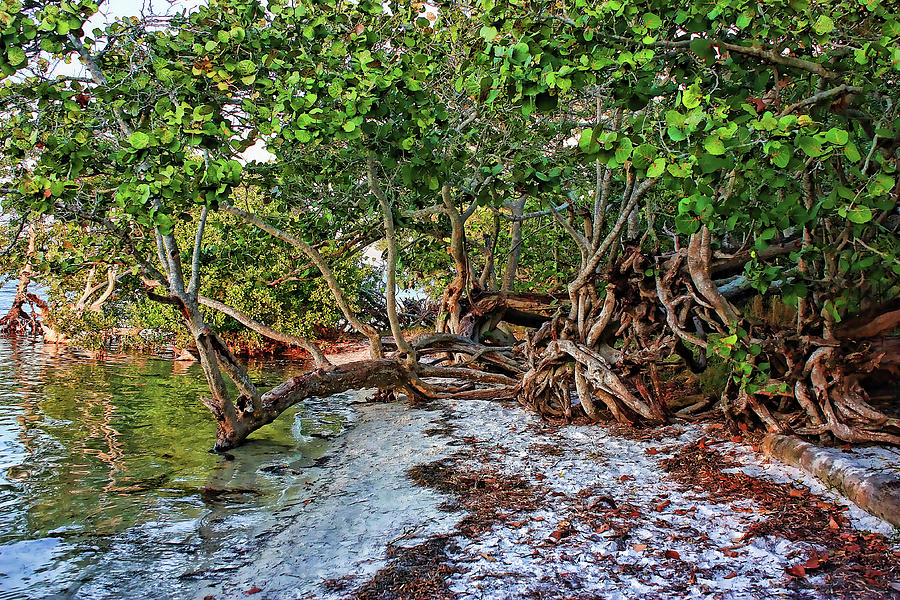 Coastal Seagrapes And Mangroves Photograph by HH Photography of Florida