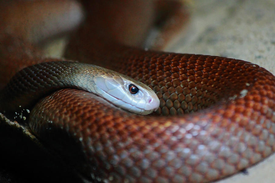 Snake Photograph - Coastal Taipan 3rd Most Venomous Snake In The World by Miroslava Jurcik