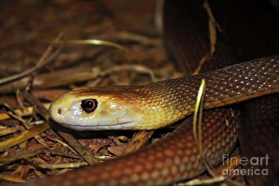 Snake Photograph - Coastal Taipan by Kaye Menner