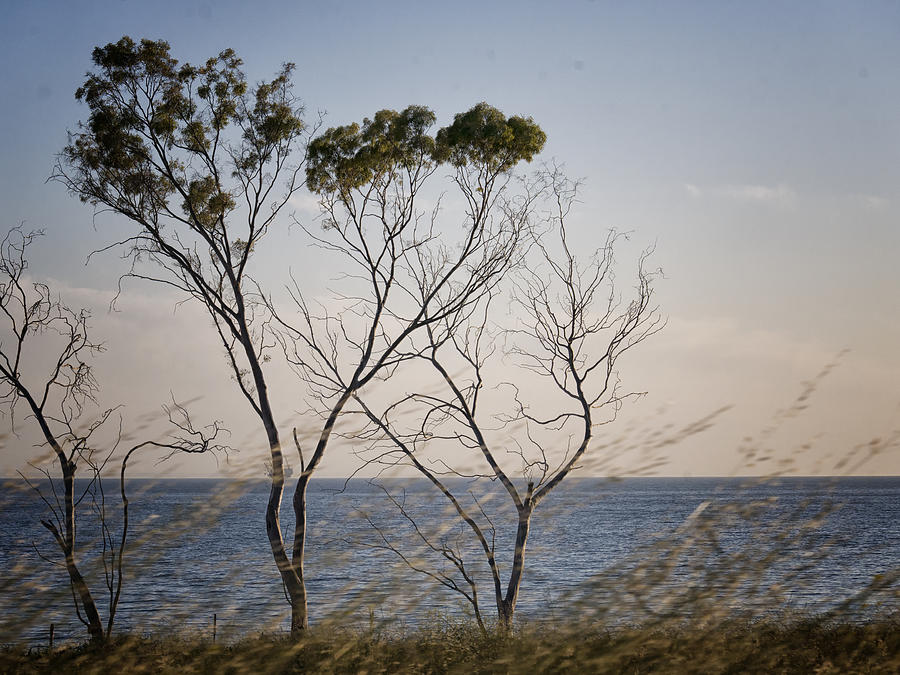 Coastal Trees Photograph by Jessica Levant
