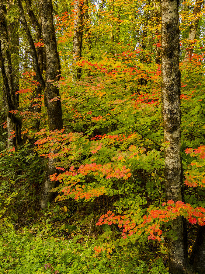 Coastal Vine Maple in Fall Photograph by Jean Noren
