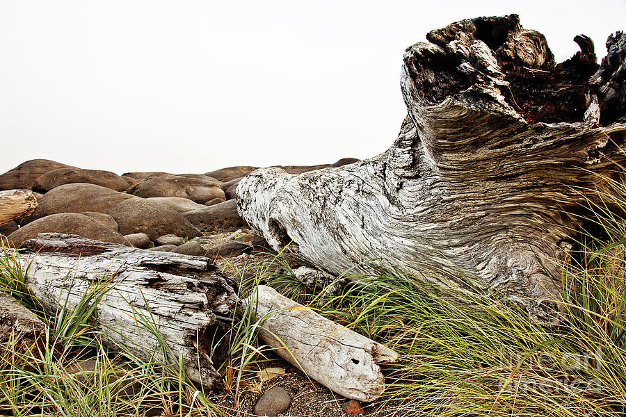 Coastal Yachats Photograph by Scott Pellegrin