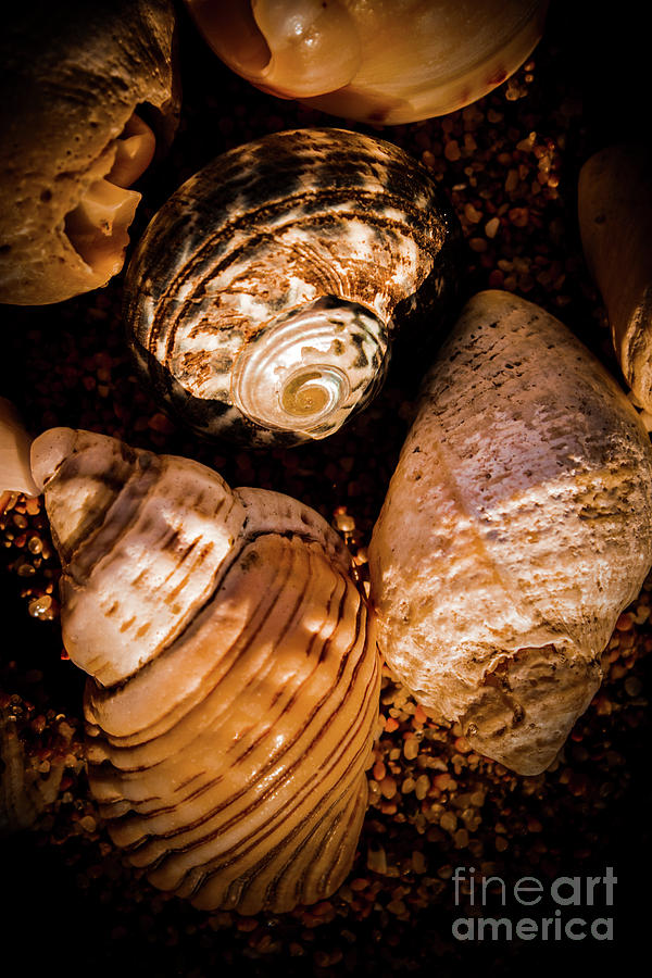 Coastline shells, marine still life art Photograph by Jorgo Photography