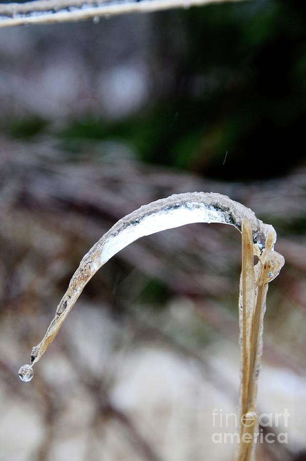 Coat of Ice Photograph by Sandra Updyke