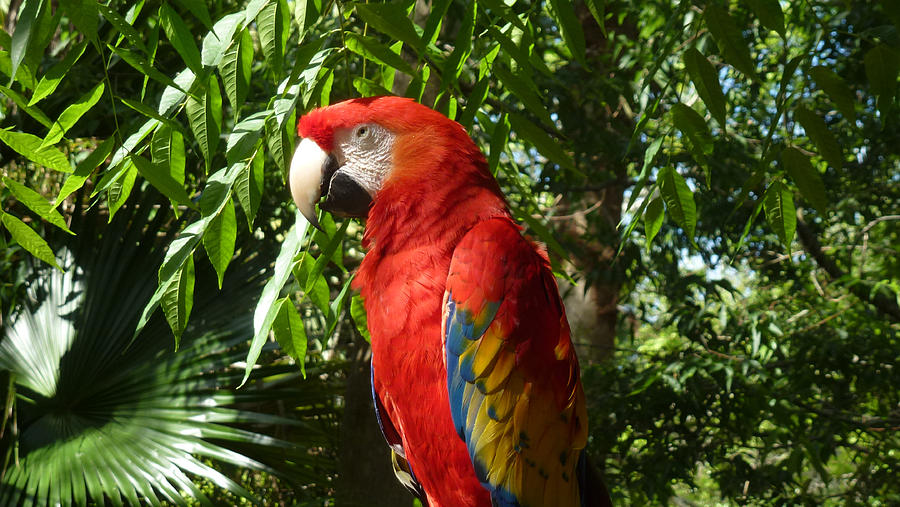 Coat of many Colors by MaryAnn Barry Coat of many Colors by MaryAnn Barry