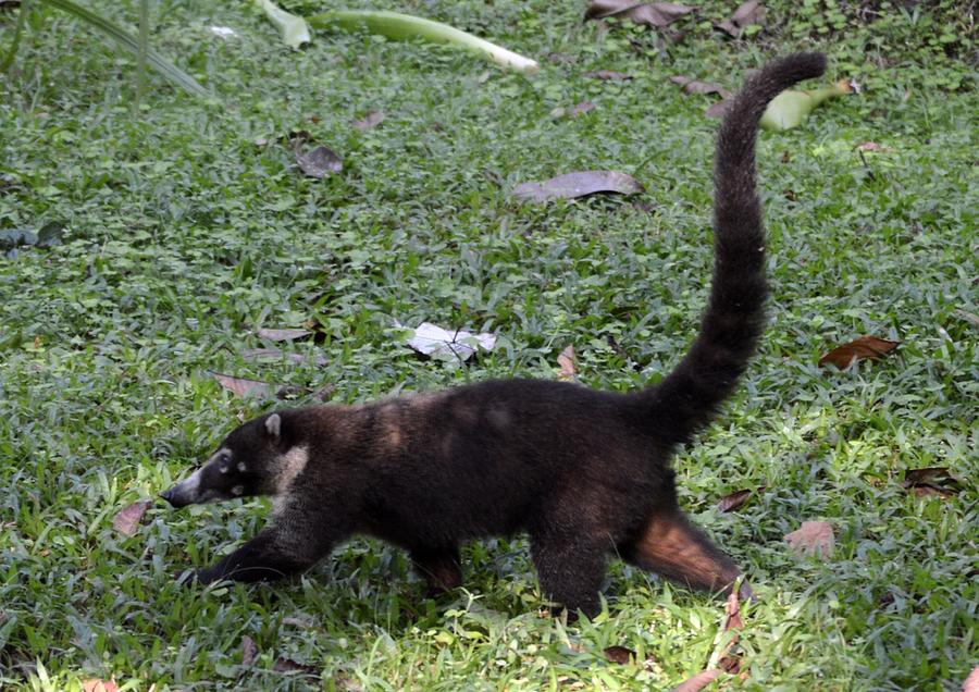 Coati Costa Rica Raccoon Photograph by Sally Jones - Pixels