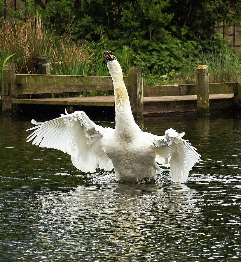 Cob Swan Busking Photograph by Jeff Townsend