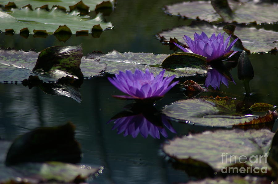 Cobalt Purple Lotus Waterlilies Photograph by Jackie Irwin