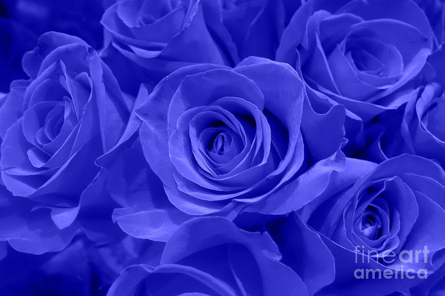 Roses - Flower - Cobalt Velvet  Photograph by Kip Krause