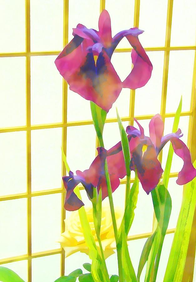 Cobalt Violet Irises Photograph by Mindy Newman