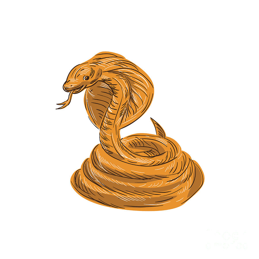 Cobra Viper Snake Coiled Drawing Digital Art by Aloysius Patrimonio
