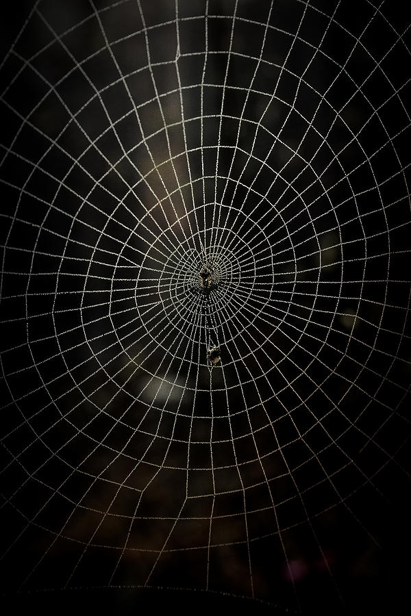Cobweb 2 Photograph by Jim Painter