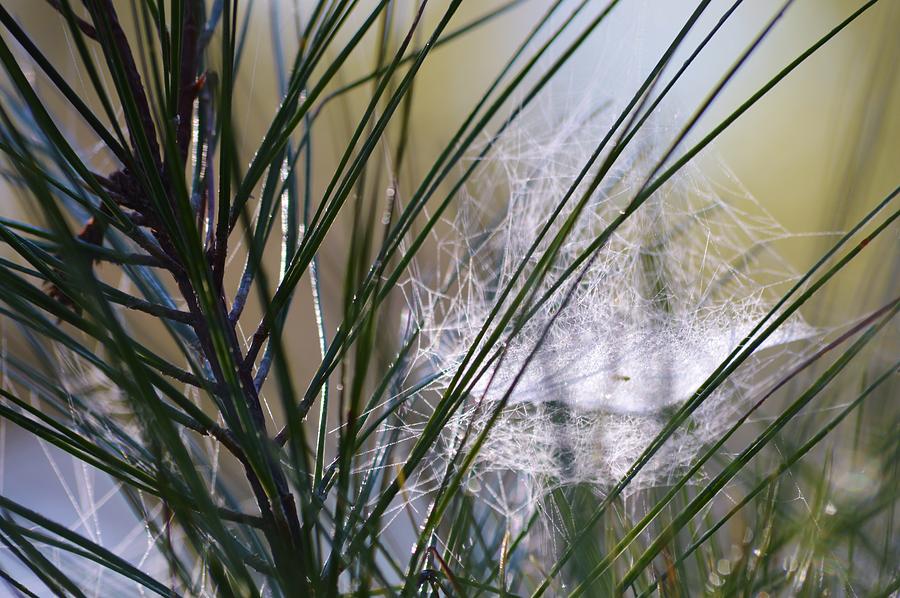 Cobweb and Pine Photograph by Warren Thompson