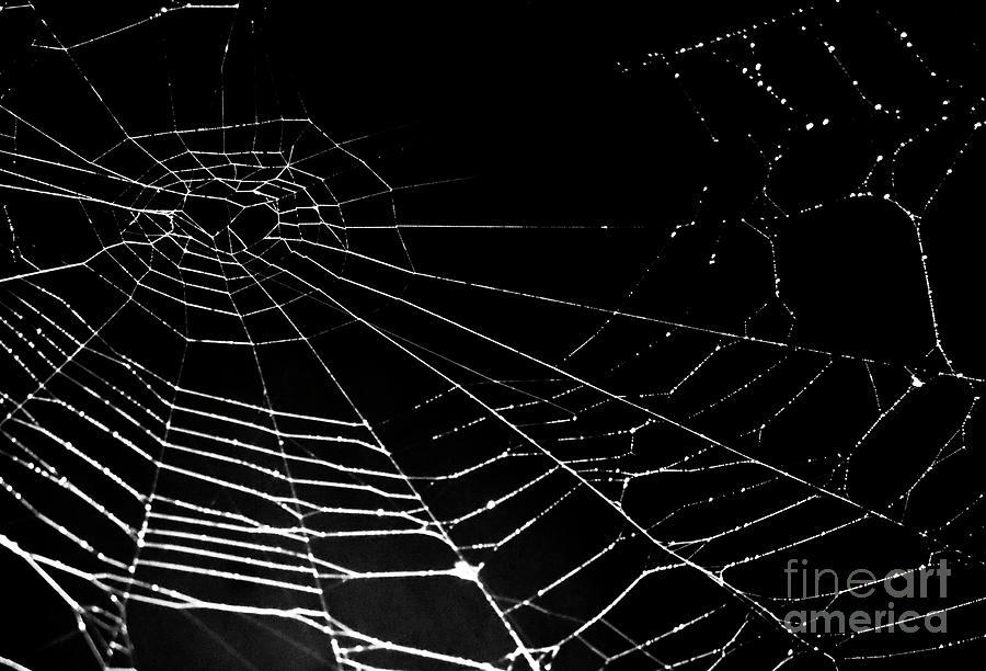 Cobweb isolated on black Painting by Yurix Sardinelly