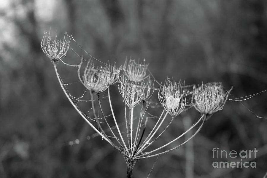 Cobwebs on a seedhead Photograph by Julia Gavin