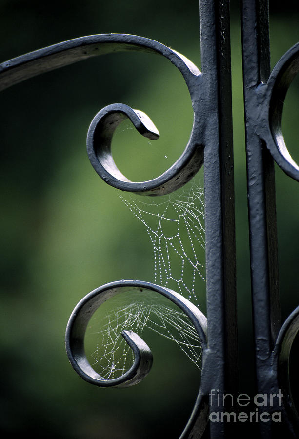Cobwebs on Gate Photograph by William Kuta