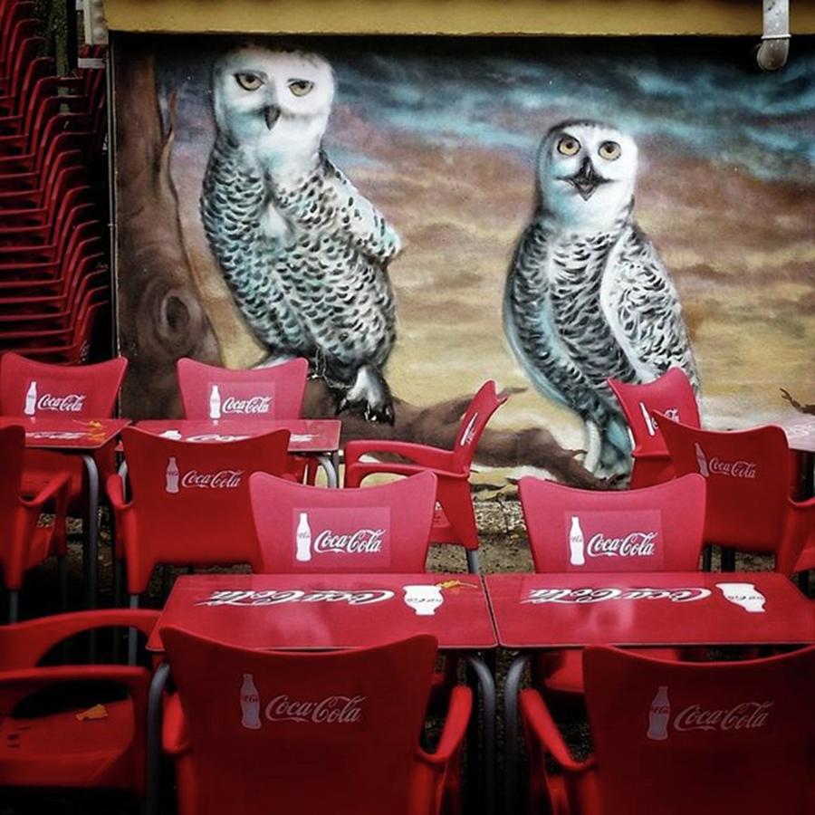 Owl Photograph - Coca-cowls
#graffiti #birds #painting by Rafa Rivas