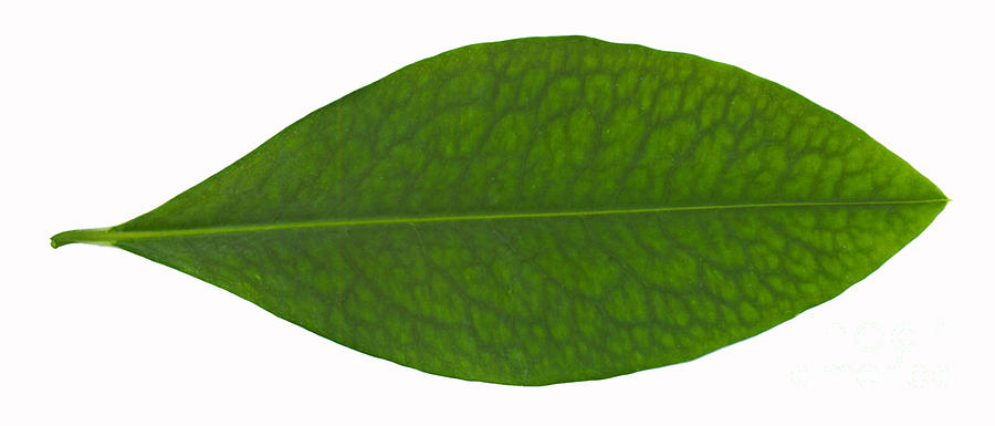 Coca Leaf, Erythroxylon Coca Photograph by Ted Kinsman