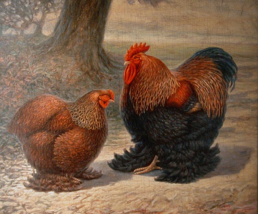 Cochin Chickens Painting by Hans Droog