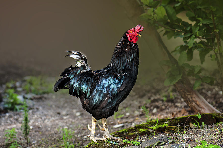 Rooster Photograph - Cock-a-doodle-doo by Charuhas Images