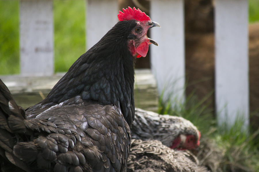 Cock A Doodle Doo Photograph By Karen Rose Warner Fine Art America